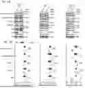 Fig. 14 - CELL TYPE SELECTIVE DELIVERY OF EXOSOME CARGO USING NOTCH LIGAND-RECEPTOR SYSTEM