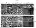 Fig. 15 - CELL TYPE SELECTIVE DELIVERY OF EXOSOME CARGO USING NOTCH LIGAND-RECEPTOR SYSTEM