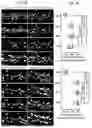 Fig. 24 - CELL TYPE SELECTIVE DELIVERY OF EXOSOME CARGO USING NOTCH LIGAND-RECEPTOR SYSTEM