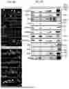 Fig. 25 - CELL TYPE SELECTIVE DELIVERY OF EXOSOME CARGO USING NOTCH LIGAND-RECEPTOR SYSTEM