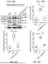Fig. 30 - CELL TYPE SELECTIVE DELIVERY OF EXOSOME CARGO USING NOTCH LIGAND-RECEPTOR SYSTEM