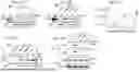 Fig. 34 - CELL TYPE SELECTIVE DELIVERY OF EXOSOME CARGO USING NOTCH LIGAND-RECEPTOR SYSTEM