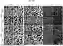 Fig. 37 - CELL TYPE SELECTIVE DELIVERY OF EXOSOME CARGO USING NOTCH LIGAND-RECEPTOR SYSTEM