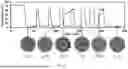 Fig. 09 - PROCESS FOR PRODUCING POLYMER-STABILIZED ANTIOXIDANT CRYSTALS