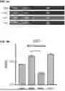 Fig. 07 - Compositions Comprising Adeno-Associated Virus Chimera Capsid Proteins and Methods of Using the Same