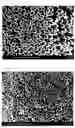 Fig. 02 - COBALT FERRITE PARTICLE PRODUCTION METHOD AND COBALT FERRITE PARTICLES PRODUCED THEREBY