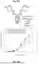 Fig. 18 - CYCLOPEPTIBODIES AND USES THEREOF