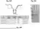 Fig. 20 - CYCLOPEPTIBODIES AND USES THEREOF