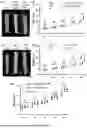 Fig. 09 - USE OF BIOACTIVE POLYPEPTIDE SYNTHESIZED ON BASIS OF KDM2B SEQUENCE IN NEURAL DIFFERENTIATION AND REGENERATION AND REPAIR OF MESENCHYMAL STEM CELLS