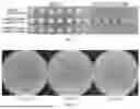Fig. 02 - Insect-derived short peptide for improving abscisic acid (ABA) content in cruciferous plant