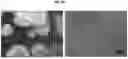 Fig. 02 - METHOD FOR REPRODUCIBLE DIFFERENTIATION OF CLINICAL-GRADE RETINAL PIGMENT EPITHELIUM CELLS