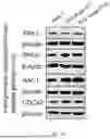 Fig. 08 - Alpha-herpesvirus Insensitive Monoclonal Cell Strain, and Preparation Method Therefor and Use Thereof