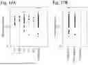 Fig. 23 - KIT, DEVICE, AND METHOD FOR DETECTING BLADDER CANCER