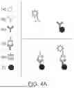 Fig. 17 - MAGNETIC PARTICLE-BASED IMMUNOASSAY AND METHODS OF USING THE SAME