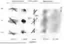 Fig. 09 - APPARATUS AND METHODS OF ANCILLARY SPECTACLE KIT SOLUTION FOR MYOPIA MANAGEMENT