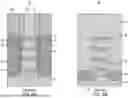 Fig. 07 - CHANNEL LAYER STRUCTURE FOR NANOSHEET TRANSISTORS