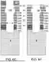 Fig. 11 - METHOD OF SELECTIVE BOTTOM WIDENING OF HIGH ASPECT RATIO OPENINGS THROUGH A MULTI-LAYER STACK