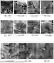 Fig. 02 - METHOD FOR OBTAINING NEW DISTANT GERMPLASM OF INTERGENERIC HYBRIDIZED POTATO BASED ON A GRAFTING-MENTOR