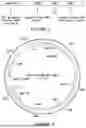 Fig. 03 - RECOMBINANT THERAPEUTIC FMR1 CONSTRUCTS AND METHODS OF TREATING FRAGILE X SYNDROME AND RELATED DISORDERS