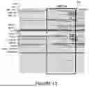 Fig. 19 - RECOMBINANT THERAPEUTIC FMR1 CONSTRUCTS AND METHODS OF TREATING FRAGILE X SYNDROME AND RELATED DISORDERS