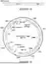 Fig. 21 - RECOMBINANT THERAPEUTIC FMR1 CONSTRUCTS AND METHODS OF TREATING FRAGILE X SYNDROME AND RELATED DISORDERS