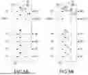 Fig. 09 - ELECTROPHORESIS DISPLAY