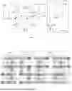Fig. 02 - METHOD FOR MAKING 8-TRANSISTOR 2-PORT STATIC RANDOM ACCESS MEMORY