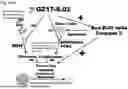Fig. 586 - HUMAN THERAPEUTIC AGENTS
