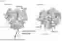 Fig. 23 - RECOMBINANT INFLUENZA VIRUSES WITH STABILIZED HA FOR REPLICATION IN EGGS
