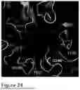 Fig. 44 - RECOMBINANT INFLUENZA VIRUSES WITH STABILIZED HA FOR REPLICATION IN EGGS