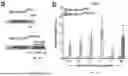 Fig. 12 - COMPOSITIONS AND METHODS FOR EPIGENOME EDITING