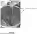 Fig. 02 - LOW SUGAR, HIGH PROTEIN CONFECTION