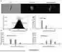 Fig. 20 - Methods and Systems for Modulating Cellular Activation