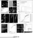 Fig. 40 - Methods and Systems for Modulating Cellular Activation