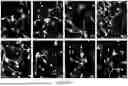 Fig. 43 - Methods and Systems for Modulating Cellular Activation