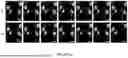 Fig. 47 - Methods and Systems for Modulating Cellular Activation