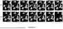 Fig. 54 - Methods and Systems for Modulating Cellular Activation
