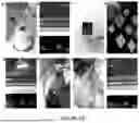 Fig. 63 - Methods and Systems for Modulating Cellular Activation
