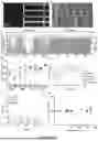 Fig. 68 - Methods and Systems for Modulating Cellular Activation