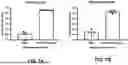 Fig. 08 - VETERINARY VACCINES AND METHODS FOR THE TREATMENT OF PASTEURELLA MULTOCIDA INFECTIONS IN FOOD PRODUCTION ANIMALS