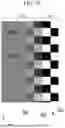 Fig. 28 - Display Panel and Display Device and Mobile Terminal Including the Same