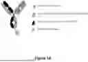 Fig. 02 - CD98HC ANTIGEN-BINDING DOMAINS AND USES THEREFOR