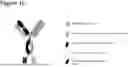 Fig. 04 - CD98HC ANTIGEN-BINDING DOMAINS AND USES THEREFOR