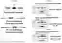 Fig. 04 - STABILIZATION OF THERAPEUTIC TRANS-SPLICING RNA MOLECULES IN HUMAN CELLS