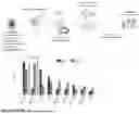 Fig. 02 - UTILIZATION OF IMMORTALIZED B CELLS TO IDENTIFY SDCBP AS A NOVEL THERAPEUTIC TARGET IN OVARIAN CARCINOMA