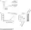 Fig. 07 - UTILIZATION OF IMMORTALIZED B CELLS TO IDENTIFY SDCBP AS A NOVEL THERAPEUTIC TARGET IN OVARIAN CARCINOMA
