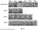 Fig. 04 - WATER-SOLUBLE POLYURETHANES AS SUPPORT MATERIAL AND SACRIFICIAL MATERIAL FOR 3D PRINTING