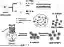 Fig. 02 - BIOMATERIALS FOR IMPROVING BRAIN HEALING AFTER STROKE AND METHODS OF USING SAME