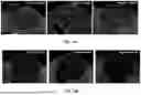 Fig. 43 - BIOMATERIALS FOR IMPROVING BRAIN HEALING AFTER STROKE AND METHODS OF USING SAME