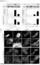 Fig. 08 - METHODS OF DIAGNOSING, DETERMINING THE PROGRESSION OF, AND TREATING A PROSTATE CANCER